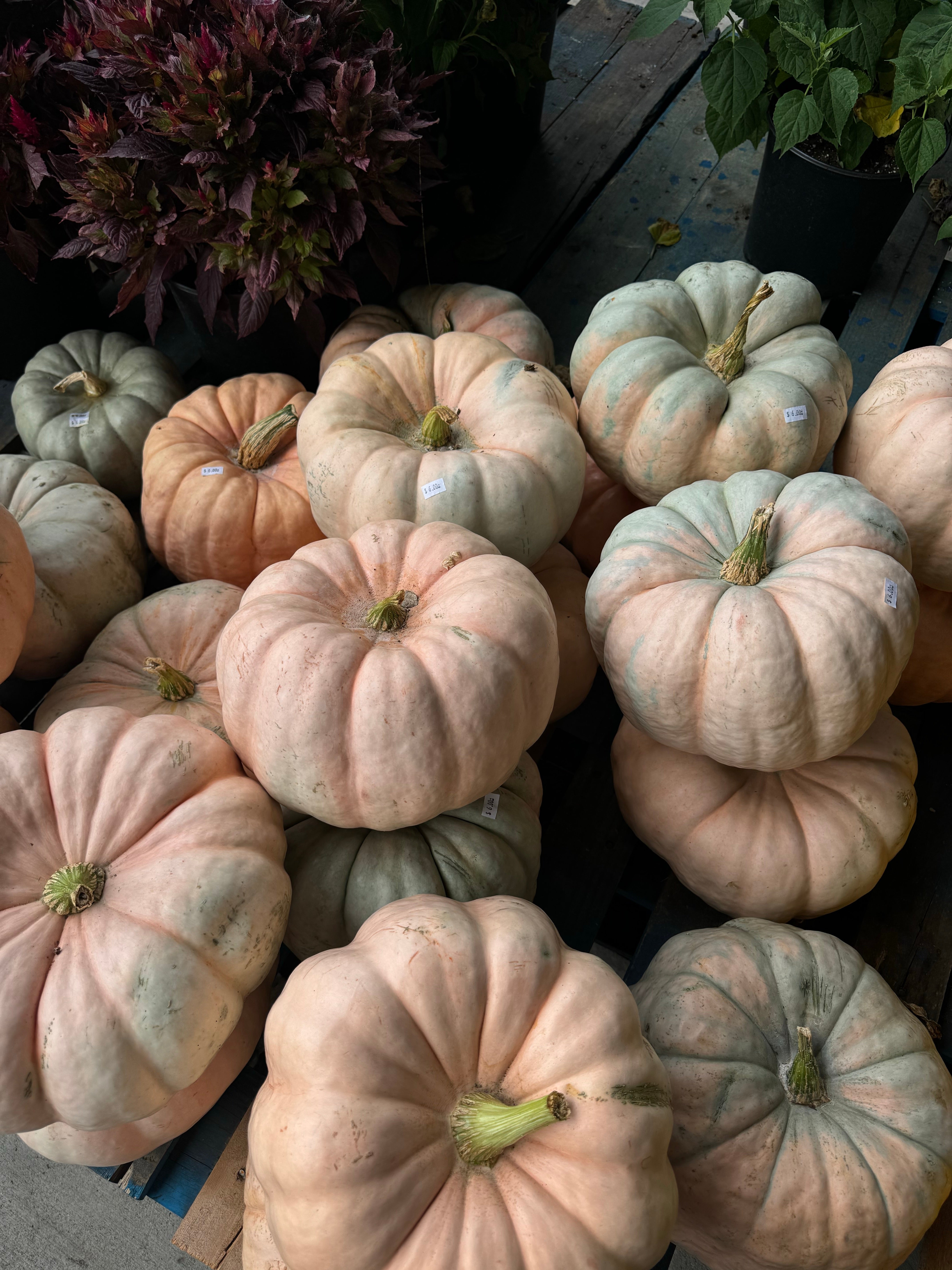 7 Fresh Home Decor Seasonal Ideas for an Inspired 2025